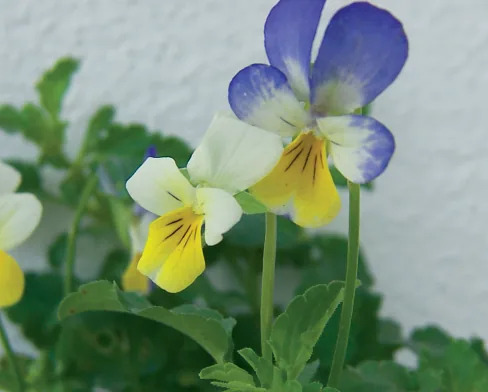 Viola tricolor