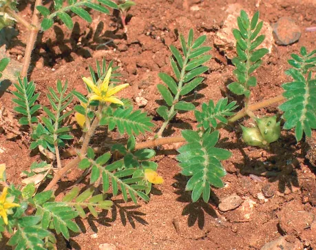 Tribulus terrestris