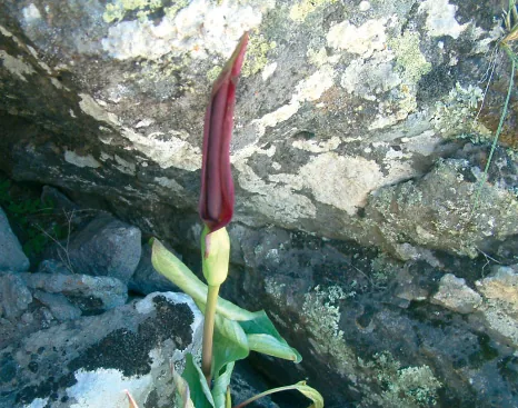 Araceae