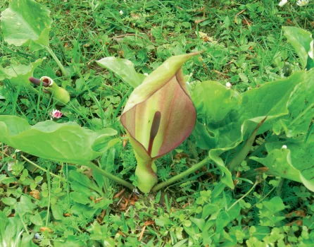 Arum maculatum