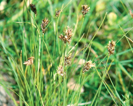 Blysmus compressus