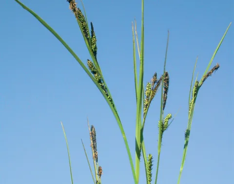 Carex acuta