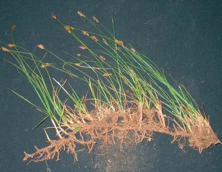 Carex otrubae