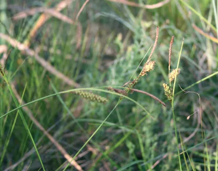 Carex flacca