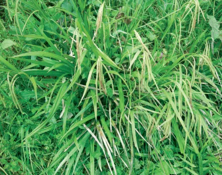 Carex pendula