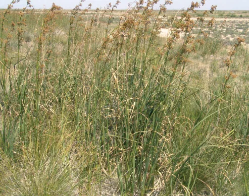 Cladium mariscus