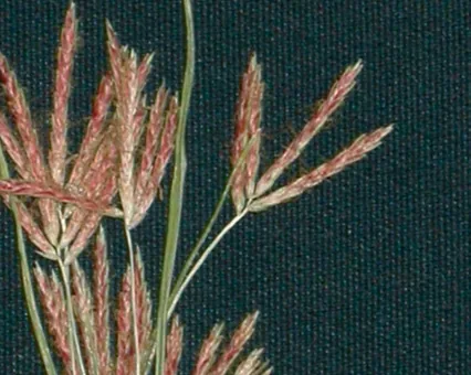 Cyperus rotundus