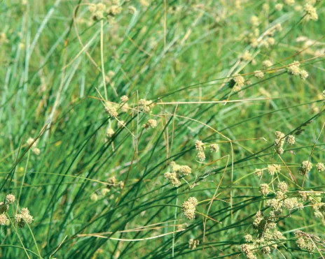 Scirpoides holoschoenus