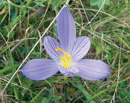 Crocus kotschyanus