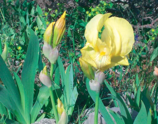 Iris schachtii