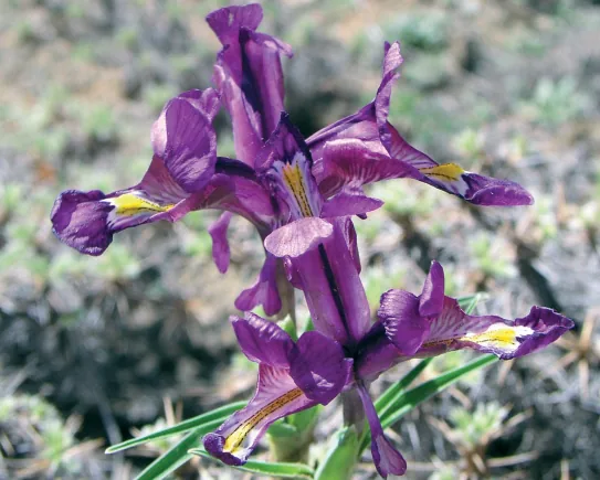 Iridaceae