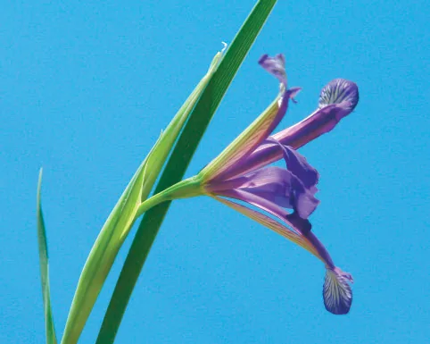Iris sintenisii