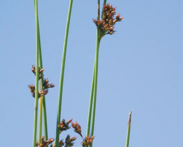 Juncus articulatus