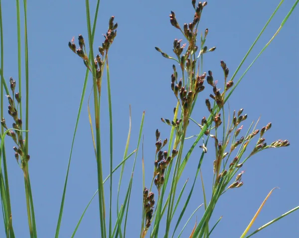 Juncus gerardi