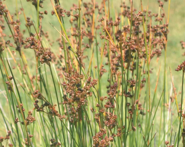 Juncus effusus