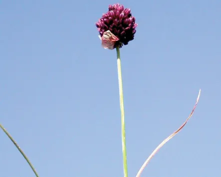 Allium atroviolaceum