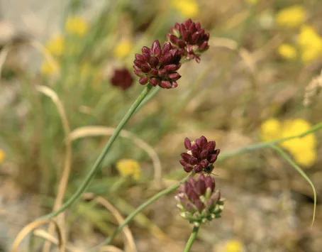Allium scorodoprasum