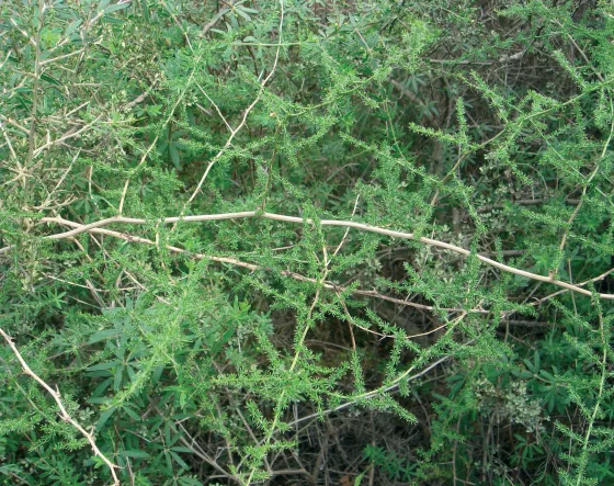 Asparagus acutifolius