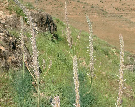 Asphodeline damascena