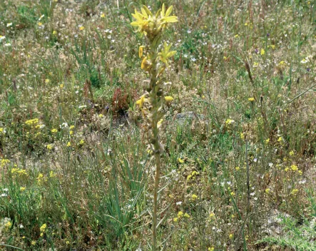 Asphodeline lutea