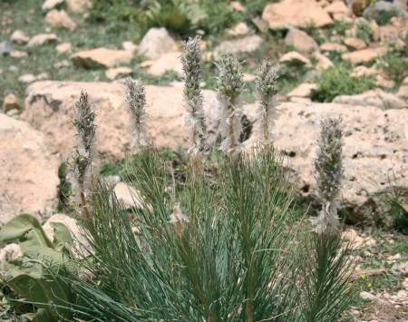 Asphodeline taurica