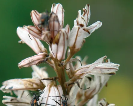 Asphodelus aestivus