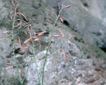 Asphodeline tenuior