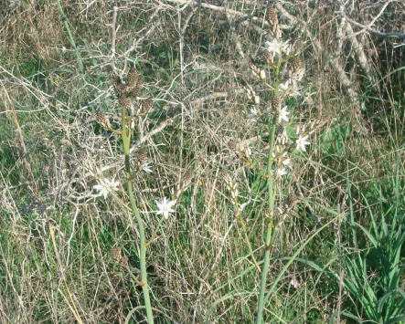 Asphodelusfistulosus