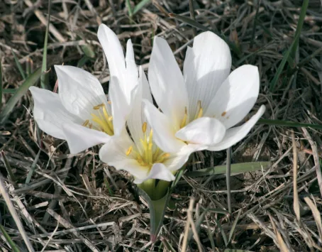 Colchicum triphyllum