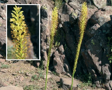 Eremurus spectabilis