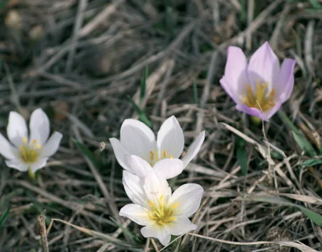 Colchicum speciosum