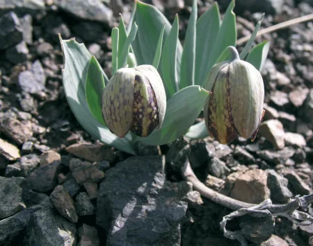 Fritillaria crassifolia