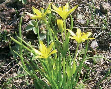 Gageafistulosa