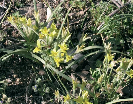 Gagea villosa