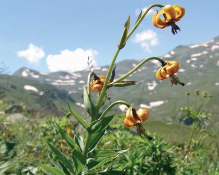 Lilium carniolicum