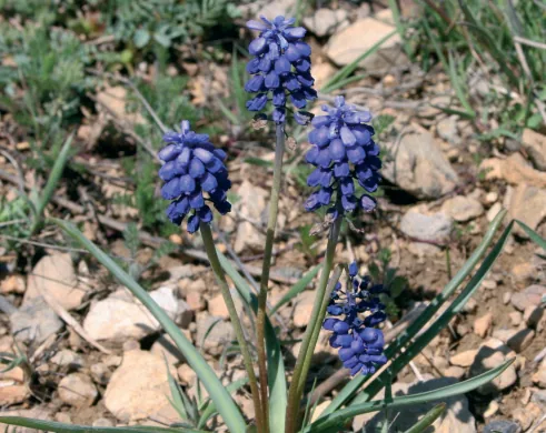 Muscari armeniacum