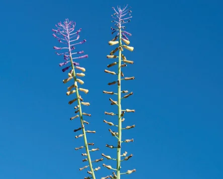Muscari comosum