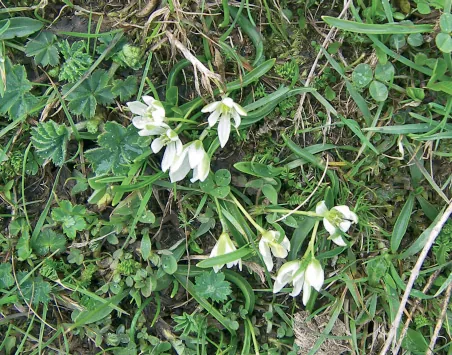 Ornithogalum oligophyllum