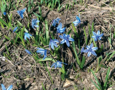 Scilla siberica