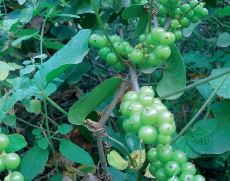 Smilax excelsa