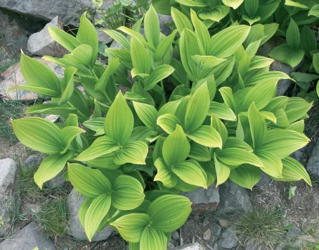 Veratrum album