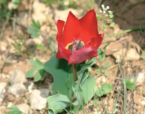 Tulipa armena