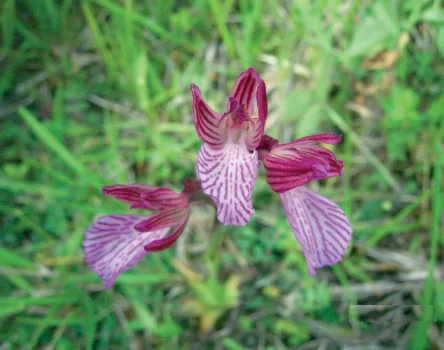 Orchis papillionaceae
