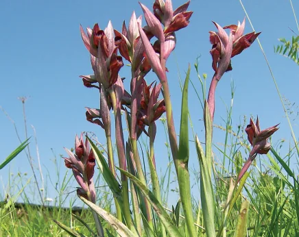 Serapias vomeracea