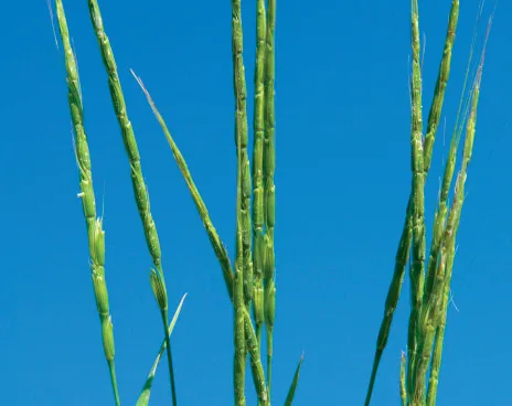 Aegilops cylindrica