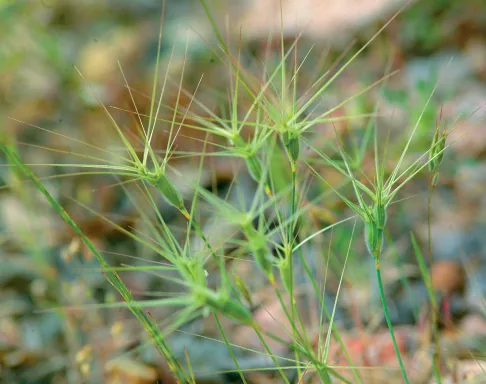 Aegilops columnaris