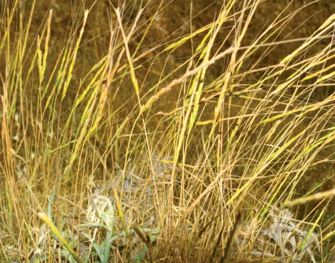 Aegilops markgrafii