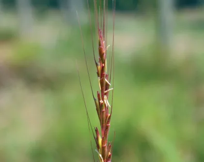 Aegilops speltoides