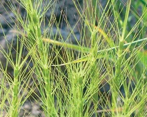 Aegilops triuncialis