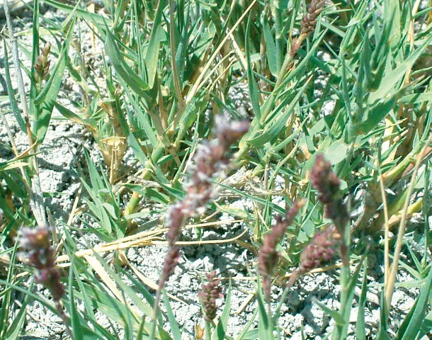 Aeluropus littoralis